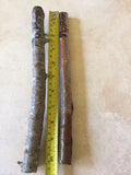 Hog Plum Cuttings - 5 Fresh Cuttings Up to 9" Long - Jamaican Red Coat Plum - Spondias mombin