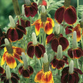 Mexican Hat Seeds - 200 Organic Seeds - Ratibida columnifera - USA Grown, Free Shipping