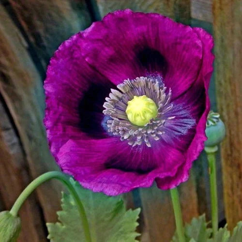 Purple Poppy Seeds - LAUREN'S GRAPE Variety - Non-GMO - Attracts Bees & Butterflies - 500 Seeds