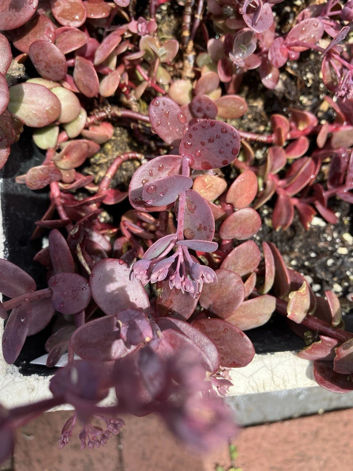 Sedum Cherry Tart Plants - 6 Rooted Succulents - Vibrant Green Foliage - Perfect for Containers or Gardens - Sedum spurium