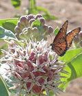 Showy Milkweed Seeds - 51+ Native Wildflower for Container Garden - Asclepias tuberosa - Heat & Cold Tolerant