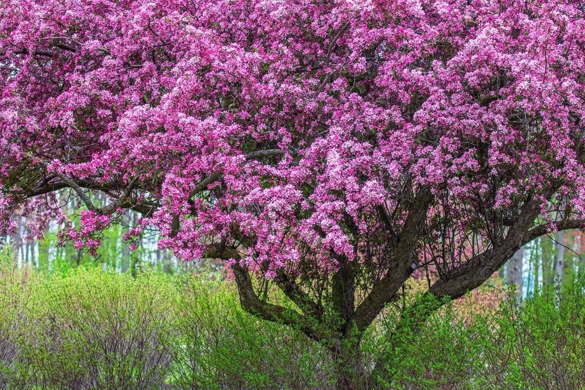 Zumi Crabapple Tree Seedlings - Fruit Trees for Planting, Malus zumi, Ideal for Home Gardens