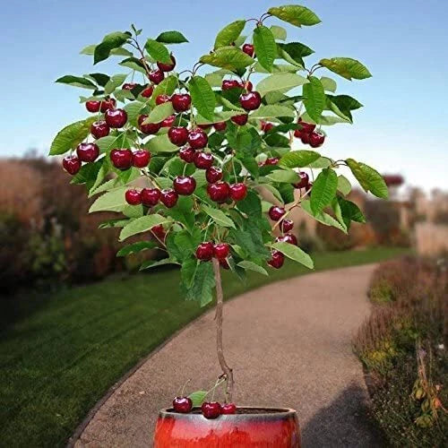 Bonsai Dwarf Cherry Tree Seeds, 25 Pack, Indoor/Outdoor, Prunus serrulata, Made in USA