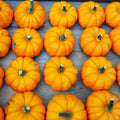 Munchkin Pumpkin Seeds - Mini Jack Be Little Ribbed - Ideal for 2025 Planting - Cucurbita pepo