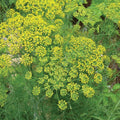 Mammoth Dill Seeds | 500 Heirloom Non-GMO Seeds | Aromatic Culinary Herb | Anethum graveolens