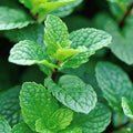 Live Peppermint Plant - 4" Pot - Mentha x Piperita - Fast Growing Herb for Culinary Use