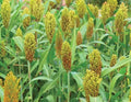 Wild Game Sorghum Seeds for Planting - Premium Milo Seeds, 2 lb - Sorghum bicolor