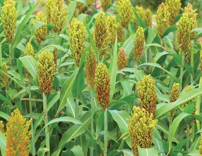 Wild Game Sorghum Seeds for Planting - Premium Milo Seeds, 2 lb - Sorghum bicolor