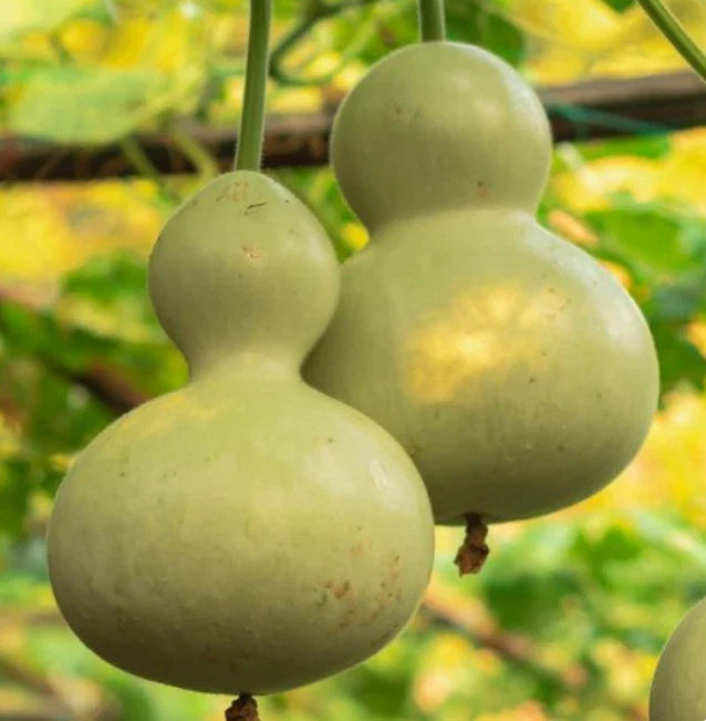 Heirloom Gourd Birdhouse Seeds - Huge Decorative Non-GMO Variety - 15 Seeds for Bird Lovers - USA Grown