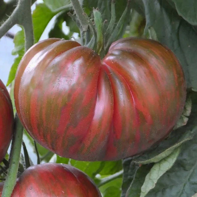 Pink Berkeley Tie-Dye Seeds - 25 Count - Beautiful Colorful Variety - Heirloom Tomato Seeds (Solanum lycopersicum)