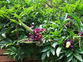 Evergreen Wisteria Seeds - 5 Bright Pink Climbing Flower Perennial Seeds (Wisteria floribunda)