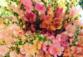 Snapdragon Seeds, 25 Count, 'Chantilly Mix F1', Antirrhinum majus, Colorful Annual Flowers for Garden
