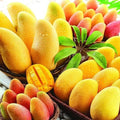 Rare Nam Dok Mai Mango Seeds - 3 Pack - Super Sweet Juicy Variety - Mangifera indica