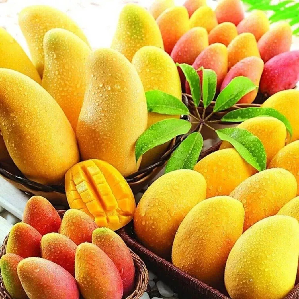 Rare Nam Dok Mai Mango Seeds - 3 Pack - Super Sweet Juicy Variety - Mangifera indica