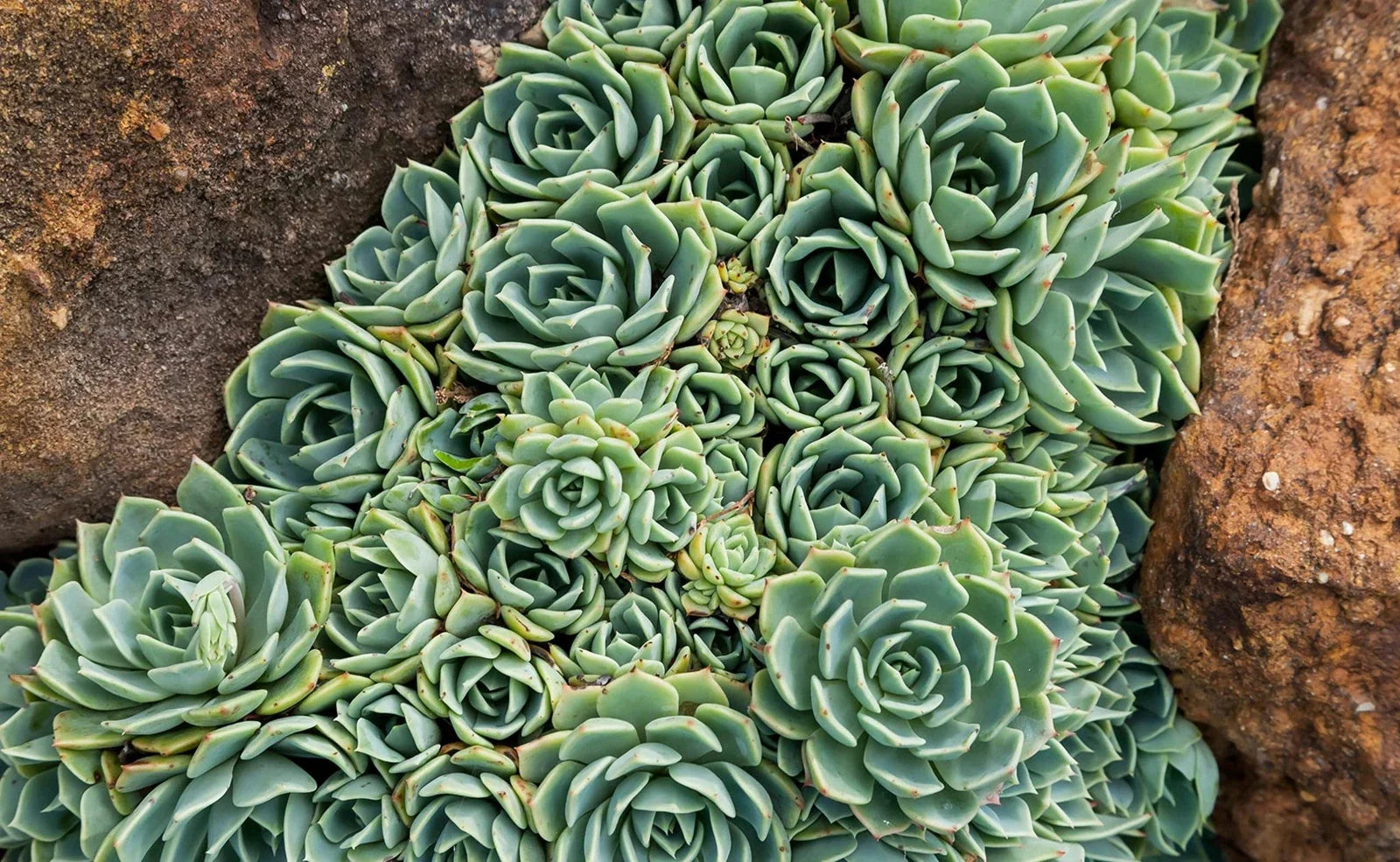Hen's and Baby's Succulent Seeds (200 Seeds) - Ideal for Planting, Hardy Varieties, Great for Gardens and Containers