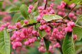 Cork Spindle Shrub Seeds - 10 Pack - Euonymus phellomanus - Hardy Ornamental Plant Seeds for Landscaping