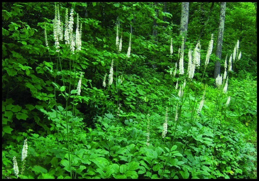 Wild Black Cohosh Bare Roots 10-Pack - Fresh Appalachian Actaea racemosa 2025
