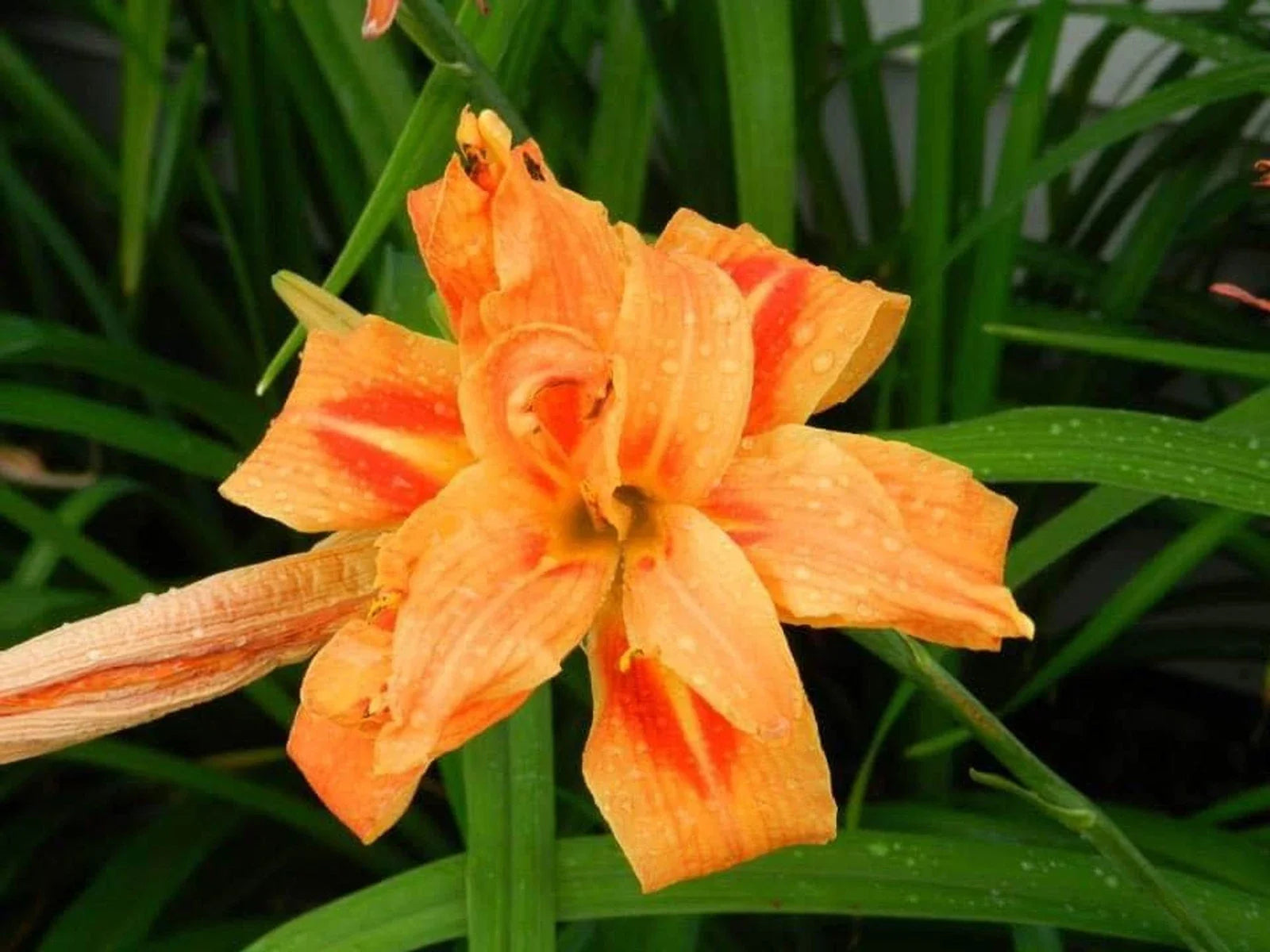 Double Kwanso Day Lily Lot of 2 | Perennial Live Flower Starter Plant | Hemerocallis fulva