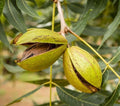 Pecan Tree Live Plant 12+ Inches Bare Root - Carya illinoinensis - Not for Shipping to PR, CA, AK