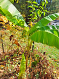 Live Banana Tree Plant - 6ft Tall - Musa - Non-Tissue Cultured - Indoor/Outdoor - Rooted Stem