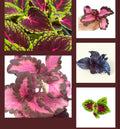 Coleus Rooted Cuttings - 10 Varieties - Live Plants for Coleus Lovers - Coleus spp.