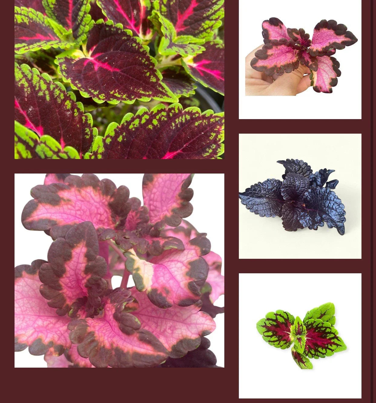Coleus Rooted Cuttings - 10 Varieties - Live Plants for Coleus Lovers - Coleus spp.