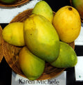 Grafted Mango Live Plant, 3G Pot, Karen Michelle Variety, Mangifera indica - No Shipping to California