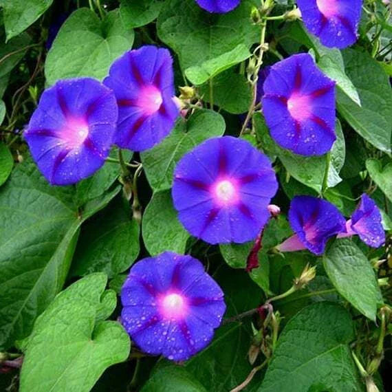 Morning Glory Seeds - 30+ Blue Star Variety - Ipomoea Tricolor - Annual Flower Seeds, USA, Free Shipping