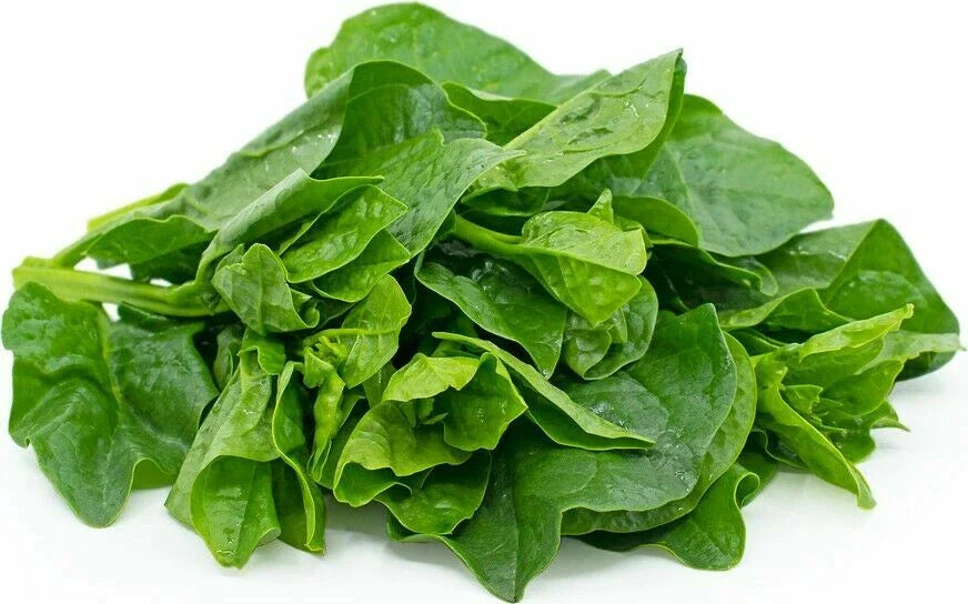 Green Malabar Spinach Seeds - 50+ Organic Seeds, Mong Toi Mu Er Cai, Ceylon Spinach, Basella rubra, USA