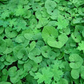 Wild Ginger Plant Roots 10-Pack Asarum Canadense Woodland Bareroot Native Wildflower