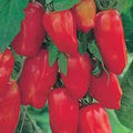 San Marzano Tomato Seeds, Heirloom Variety, 500 Count, Classic Italian Tomatoes, Solanum lycopersicum