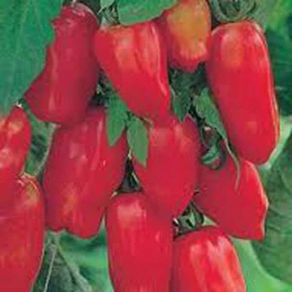 San Marzano Tomato Seeds, Heirloom Variety, 500 Count, Classic Italian Tomatoes, Solanum lycopersicum