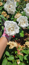 Queen Mary 2 Rose Cuttings Set of 15 Fresh Healthy Cuttings Rosa 'Queen Mary 2'