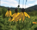Weeping Coneflower Seeds (100 Seeds) - Easy to Grow, Ratibida pinnata, Native Wildflower, Drought-Tolerant