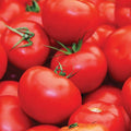 Floradade Tomato Seeds | Heirloom Non-GMO Variety | Perfect for Gardens | Solanum lycopersicum