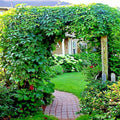 Virginia Creeper Vine Seeds - Parthenocissus quinquefolia - Fast Hardy Climber Plant for Garden and Landscape