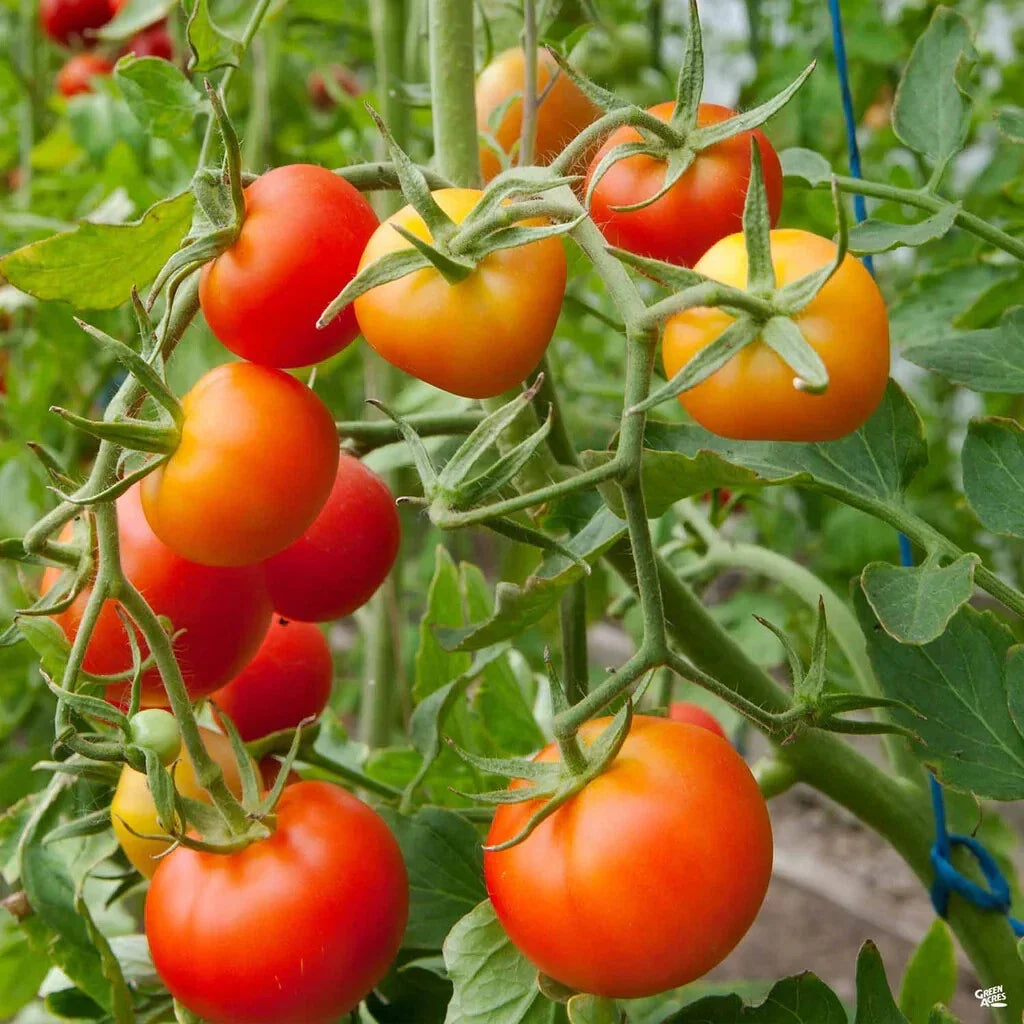 Stupice Tomato Seeds - Cold Tolerant Early Variety, NON-GMO Heirloom, Organic Gardening Essentials