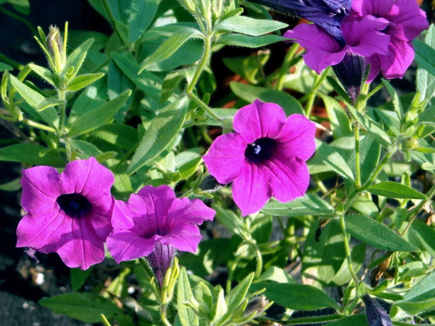 Wild Petunia 35 Seeds - Purple Flower, Fragrant, Ruellia humilis - Buy 15, Ships Free