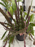Epiphyllum Cuttings - 8 Hookeri + 2 Blooming Night - 8-10 Inches Long, Fragrant Flowers, Tropical Succulent Plant