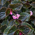 Rooted Begonia Starter Plants - Double Lady Francis Pink - Ideal Houseplant for Home Decor - Begonia spp.