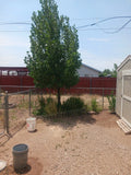 Hybrid Poplar Live Tree Cuttings - Qty. 12 Cottonless Cottonwood - Populus deltoides