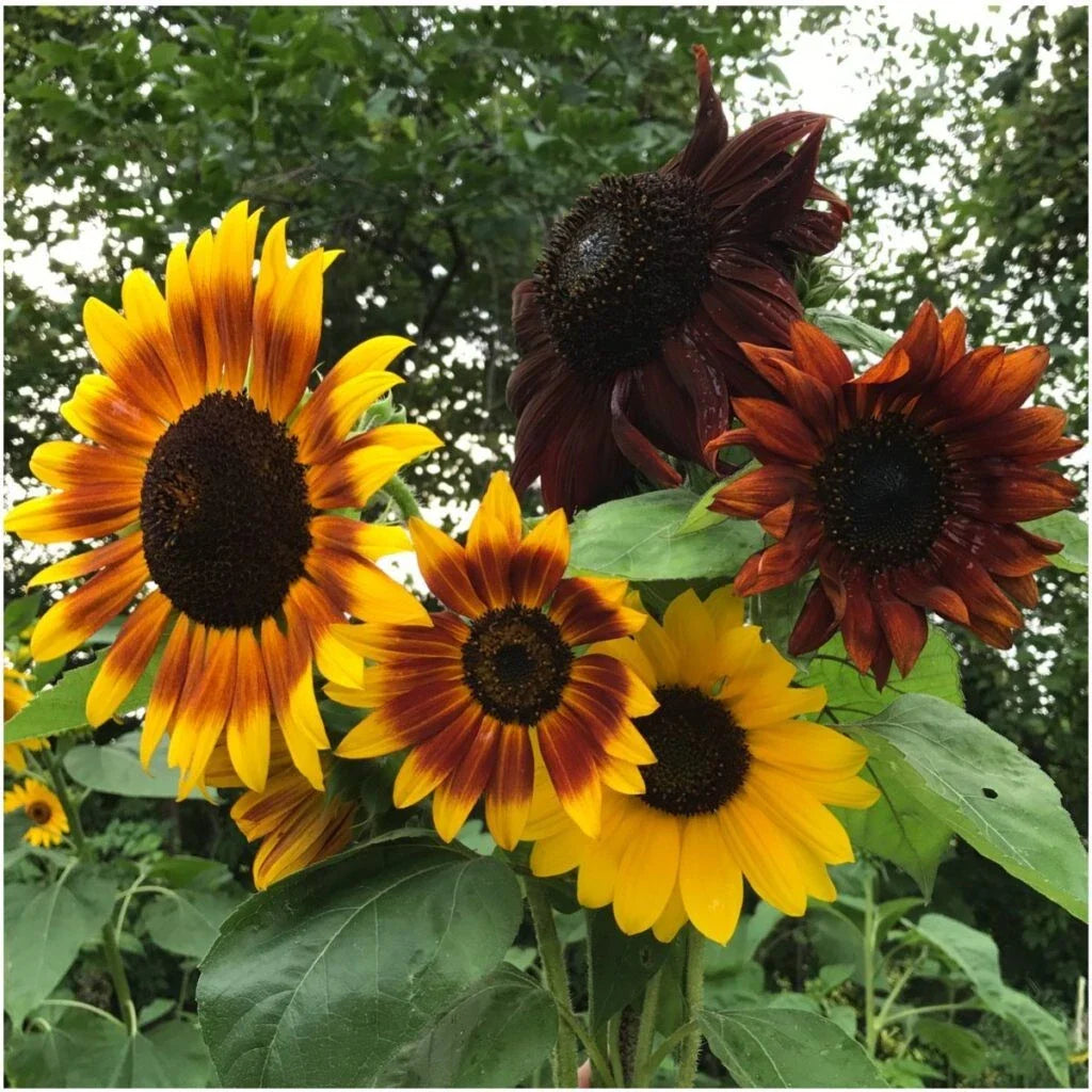 Autumn Beauty Sunflower Seeds - 50+ Non-GMO Organic - Helianthus annuus - Fresh Planting Seeds