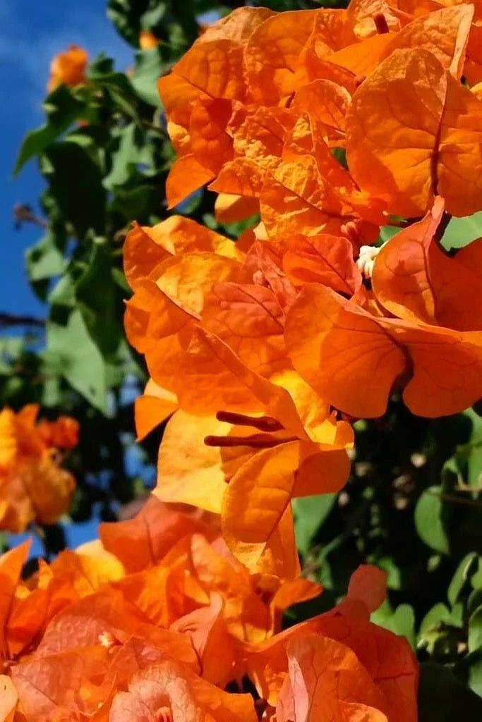**Live Bougainvillea Starter Plant - Bengal Orange Variegated (Bougainvillea spp.) - Well Rooted Tropical Plug**