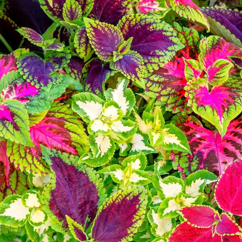 Coleus Seeds - Rainbow Mix - Mixed Colors for Shade Gardening - Perfect for 2025 Planting