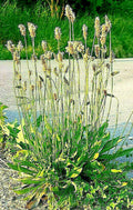 English Plantain Seeds 1001 Pack, Hardy Medicinal Herb, Plantago Lanceolata, Natural Remedy for Health