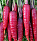 Purple Carrot Seeds 500+ "Cosmic" Non-GMO Vegetable Garden Plants Daucus carota