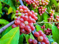 Silver Buffalobery Seeds for Planting - 100 Seeds - Shepherdia argentea - Hardy Native Plant Seed
