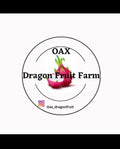 Purple Haze Dragon Fruit Cuttings - Mature Plant Propagation - Hylocereus undatus