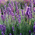 Set of 2 Live Rooted Lavender Plants – Fragrant Herbs – No Pot – Lavandula angustifolia