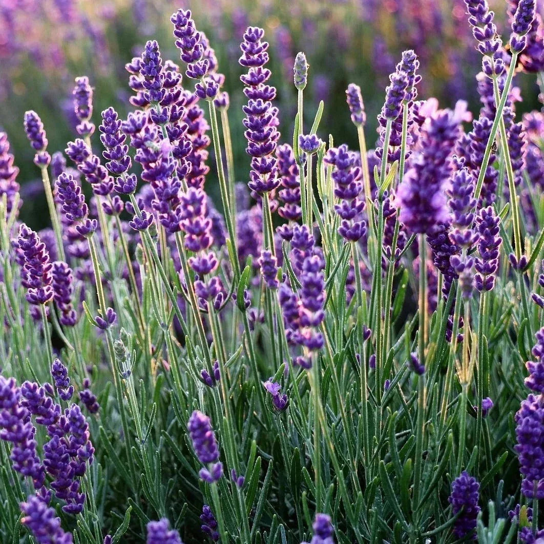 Set of 2 Live Rooted Lavender Plants – Fragrant Herbs – No Pot – Lavandula angustifolia